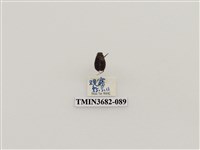 藏品(鞘翅目(2))的圖片